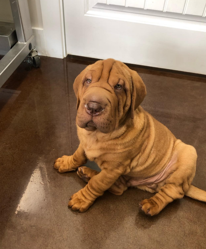 Ba Shar Dog Breed (Basset Hound & Shar Pei Mix) Info & Traits